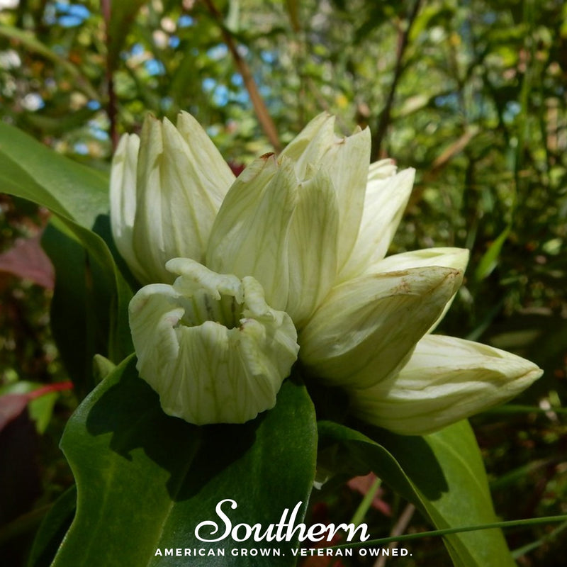 Load image into Gallery viewer, Cream Gentian – 50 Seeds
