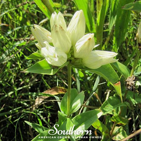 Cream Gentian – 50 Seeds, additional product view 2