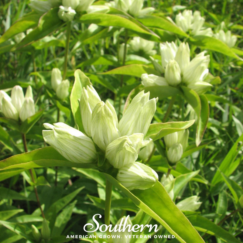 Load image into Gallery viewer, Cream Gentian – 50 Seeds
