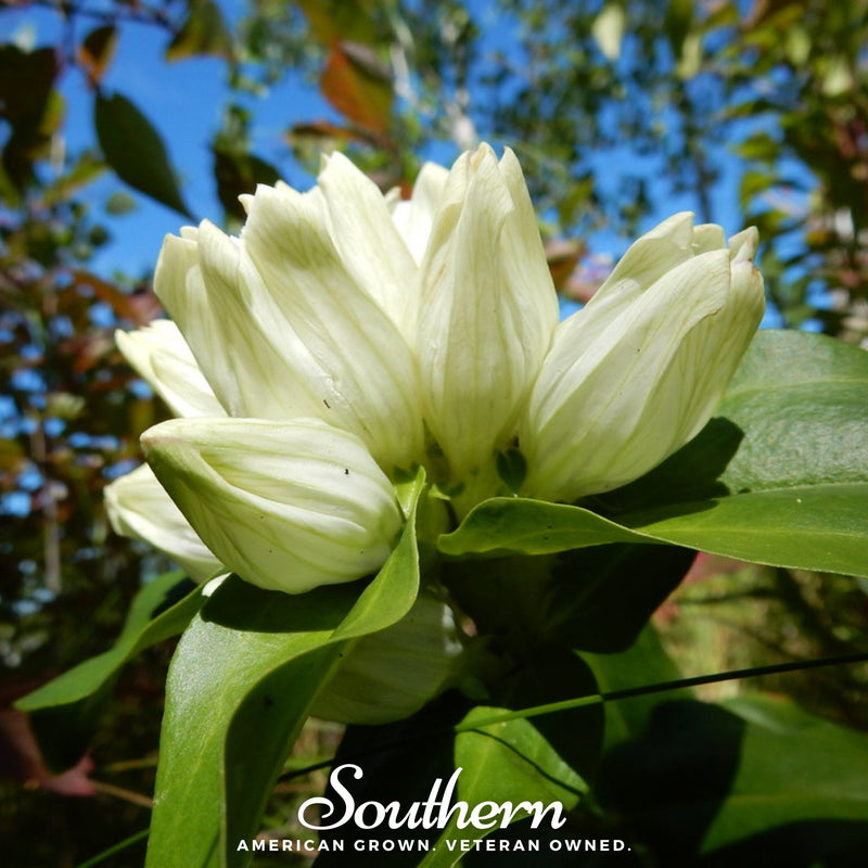 Load image into Gallery viewer, Cream Gentian – 50 Seeds
