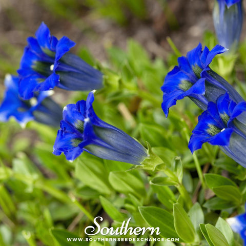 Stemless Gentian seeds package, 50 count, GrowTime Garden Supply