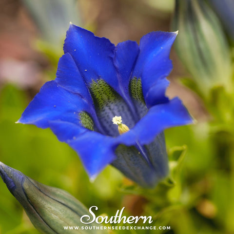 Stemless Gentian – 50 Seeds, additional product view 2