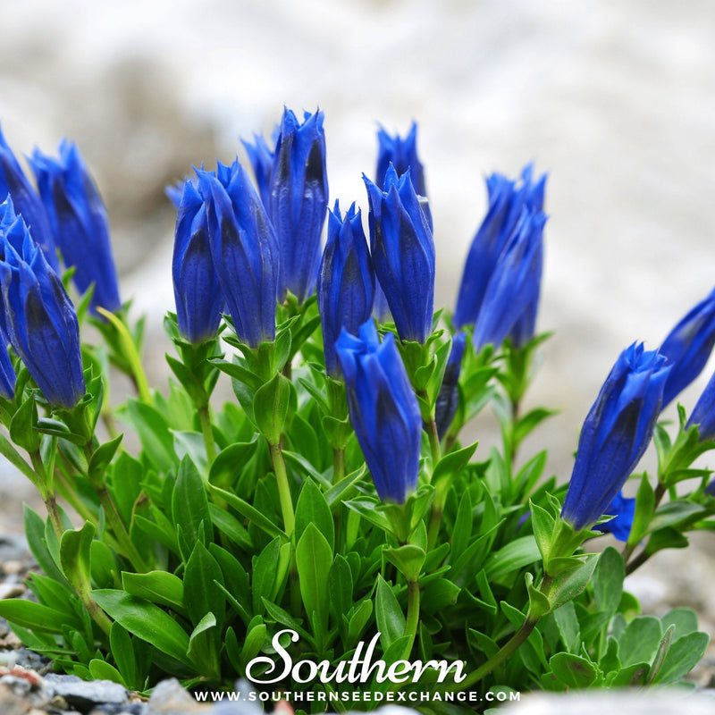 Load image into Gallery viewer, Stemless Gentian – 50 Seeds

