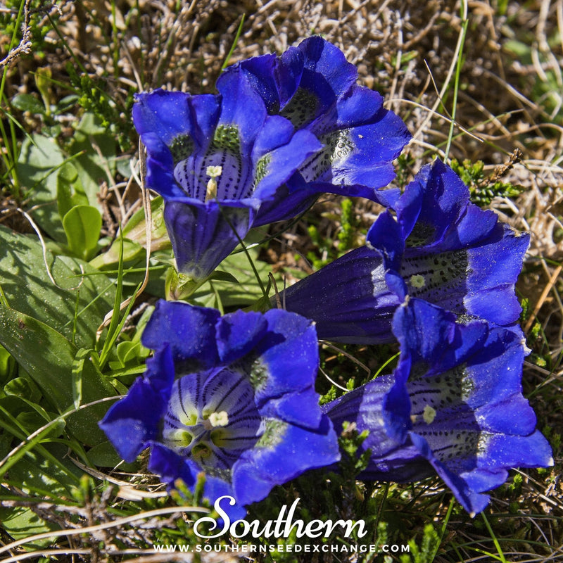 Load image into Gallery viewer, Stemless Gentian – 50 Seeds
