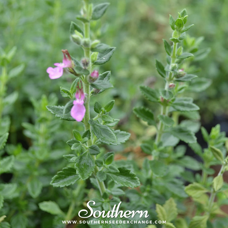 Load image into Gallery viewer, Wall Germander – 25 Seeds
