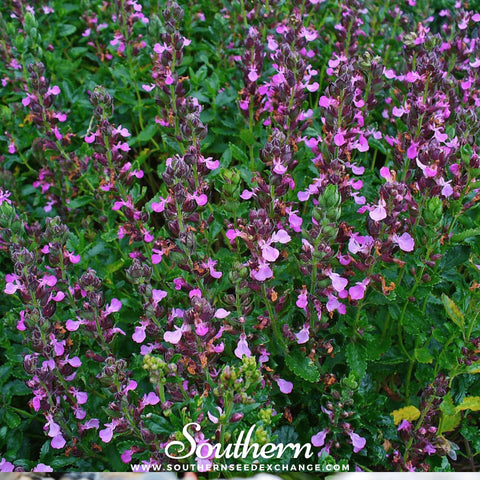 Wall Germander seeds package, 25 count, GrowTime Garden Supply
