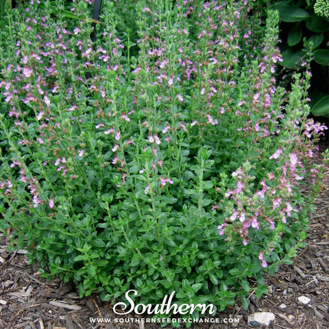 Wall Germander – 25 Seeds, additional product view 2