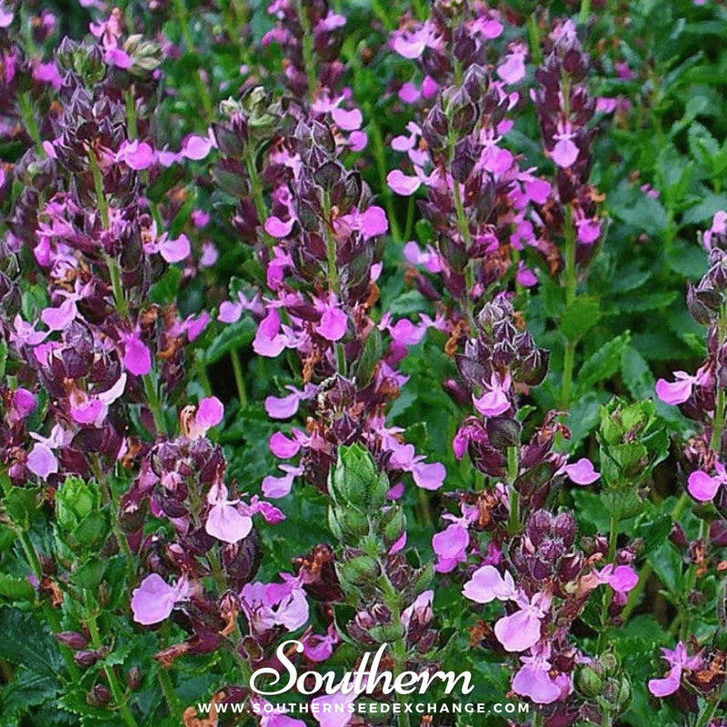 Load image into Gallery viewer, Wall Germander – 25 Seeds
