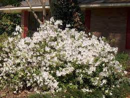 Load image into Gallery viewer, Mrs. G.G. Gerbing Azalea
