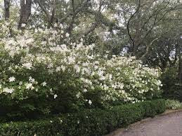 Mrs. G.G. Gerbing Azalea