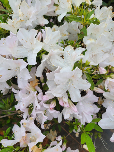 Mrs. G.G. Gerbing Azalea, additional product view 2
