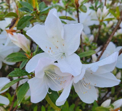 Mrs. G.G. Gerbing Azalea
