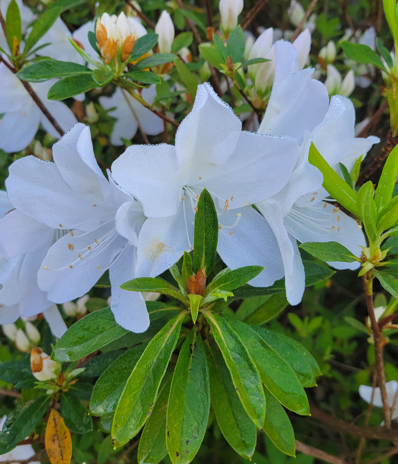 Load image into Gallery viewer, Mrs. G.G. Gerbing Azalea
