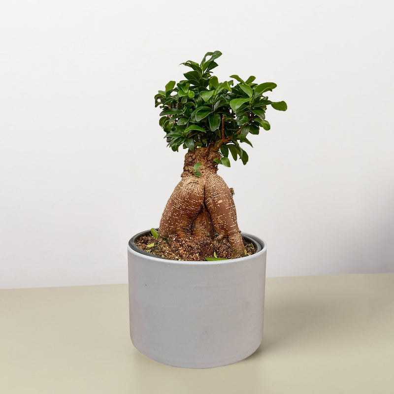 Load image into Gallery viewer, Ficus 'Ginseng'
