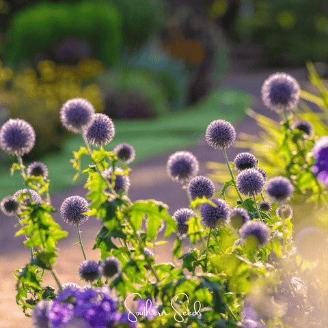 Southern Globe Thistle – 25 Seeds, additional product view 2