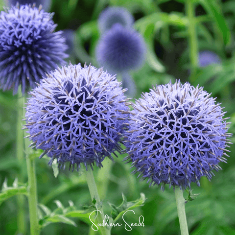 Southern Globe Thistle 25 Seeds