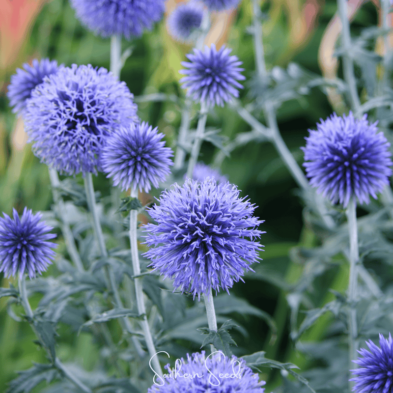 Load image into Gallery viewer, Southern Globe Thistle – 25 Seeds
