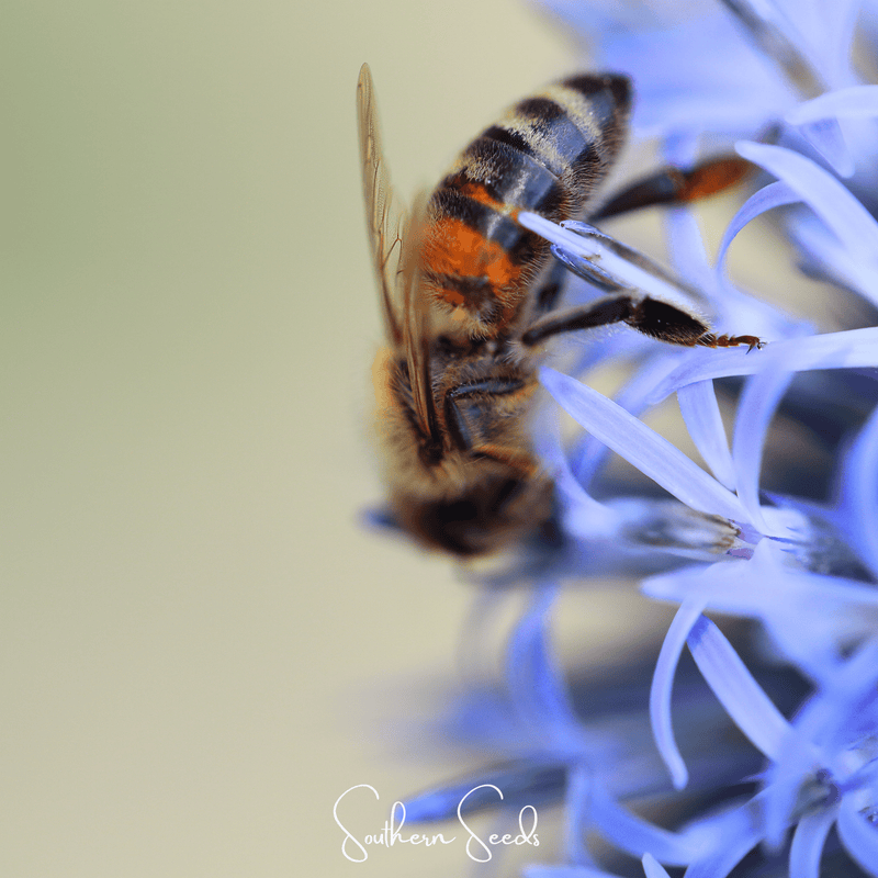 Load image into Gallery viewer, Southern Globe Thistle – 25 Seeds
