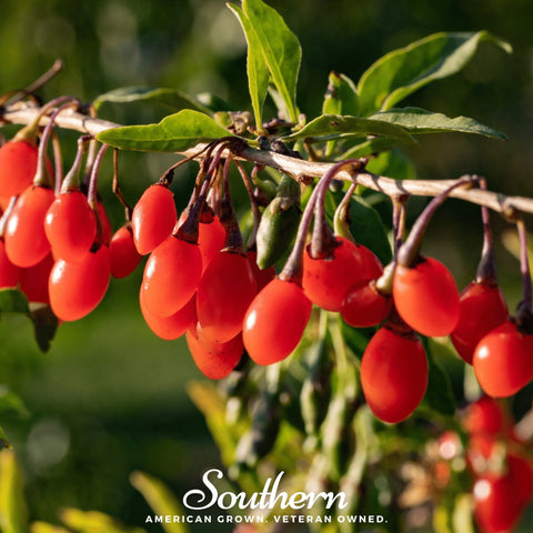 Goji Berry – 50 Seeds, additional product view 2