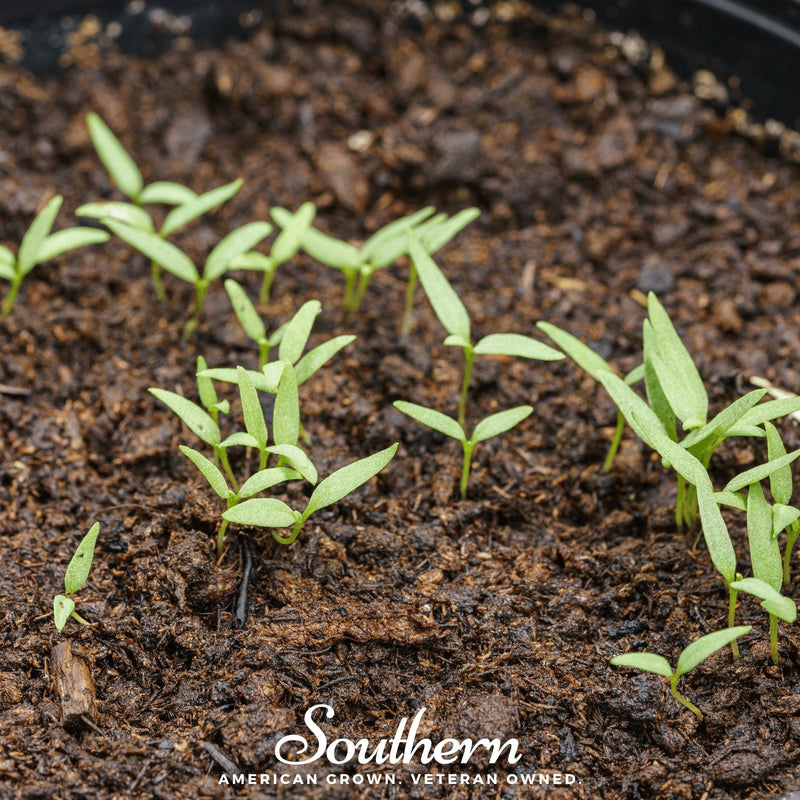 Load image into Gallery viewer, Goji Berry – 50 Seeds
