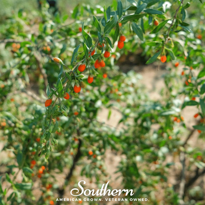 Load image into Gallery viewer, Goji Berry – 50 Seeds
