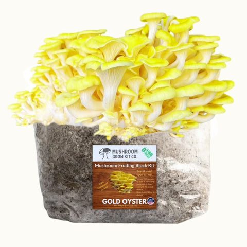 Gold oyster mushroom fruiting block, 5 pounds