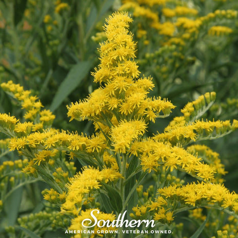 Ohio Goldenrod – 100 Seeds, additional product view 2