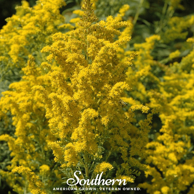 Load image into Gallery viewer, Ohio Goldenrod – 100 Seeds
