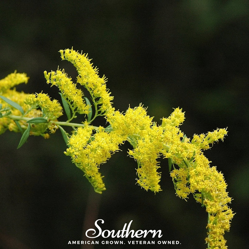 Load image into Gallery viewer, Ohio Goldenrod – 100 Seeds
