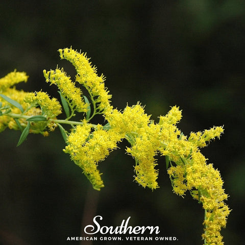 Ohio Goldenrod 100 Seeds