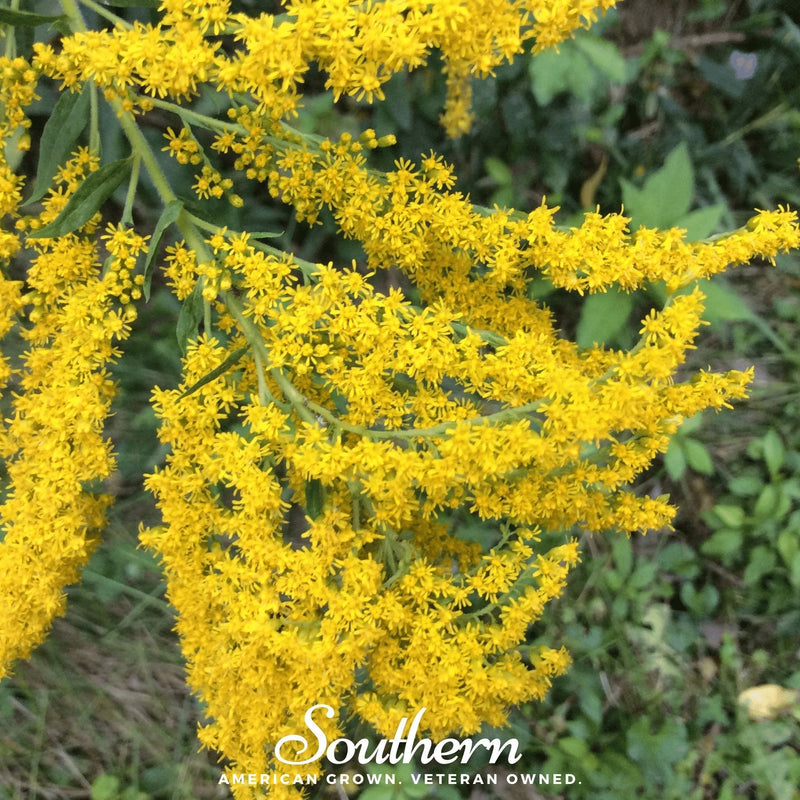 Load image into Gallery viewer, Ohio Goldenrod – 100 Seeds

