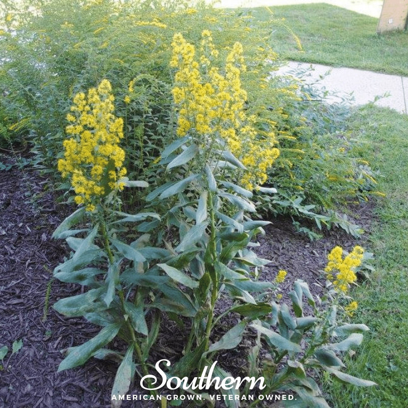 Load image into Gallery viewer, Showy Goldenrod – 100 Seeds
