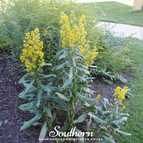 Showy Goldenrod – 100 Seeds, additional product view 2