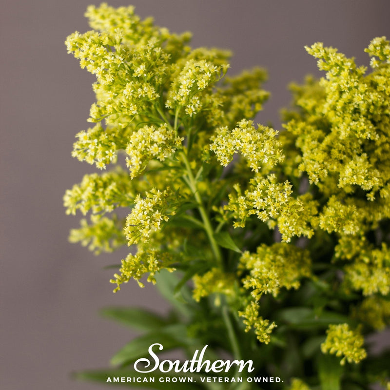 Load image into Gallery viewer, Showy Goldenrod – 100 Seeds
