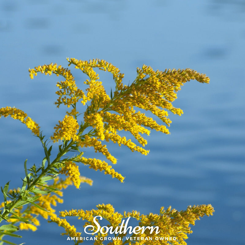 Load image into Gallery viewer, Showy Goldenrod – 100 Seeds
