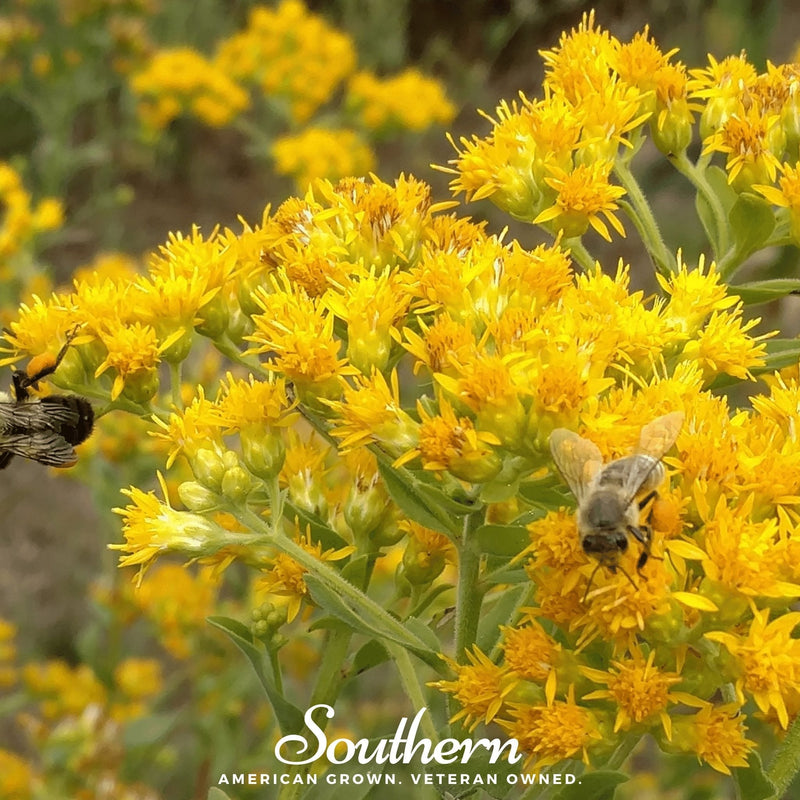 Load image into Gallery viewer, Stiff Goldenrod – 100 Seeds
