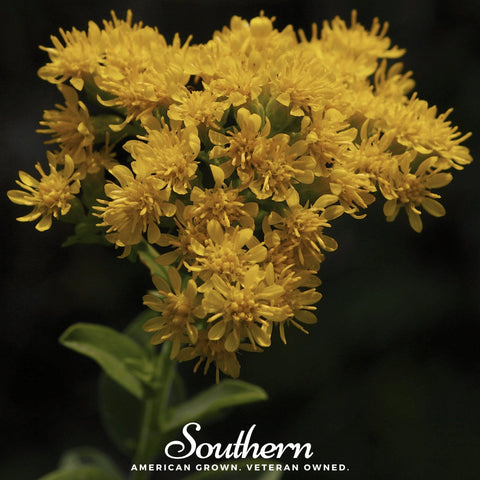 Stiff Goldenrod – 100 Seeds, additional product view 2