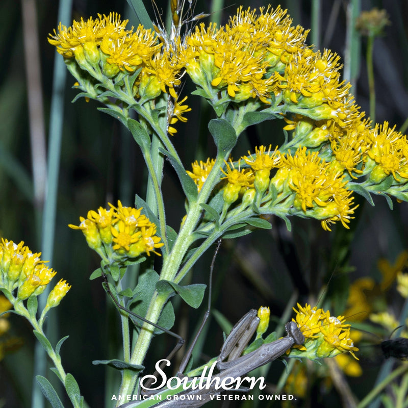 Load image into Gallery viewer, Stiff Goldenrod – 100 Seeds
