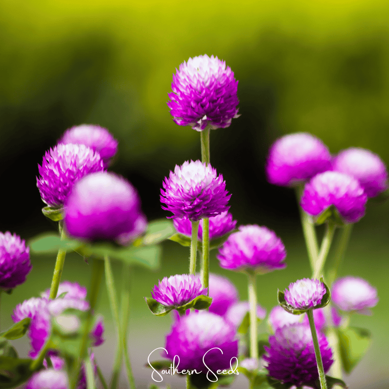 Load image into Gallery viewer, Globosa Mix Gomphrena – 50 Seeds
