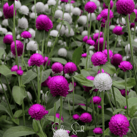 Globosa Mix Gomphrena – 50 Seeds, additional product view 2