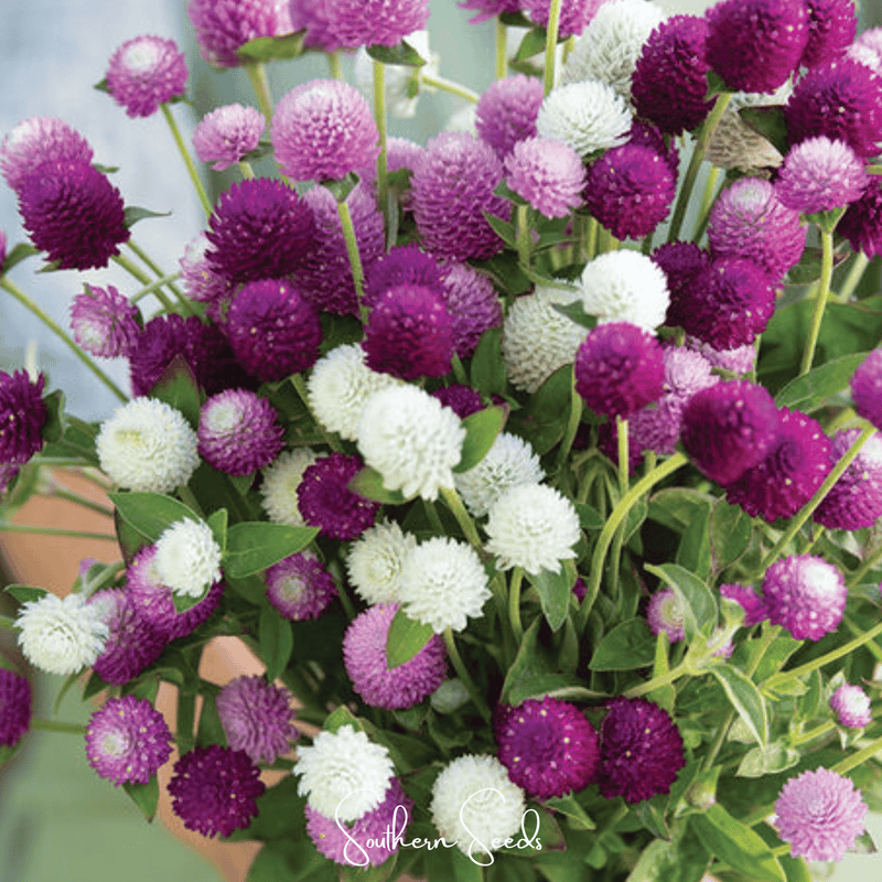 Load image into Gallery viewer, Globosa Mix Gomphrena – 50 Seeds
