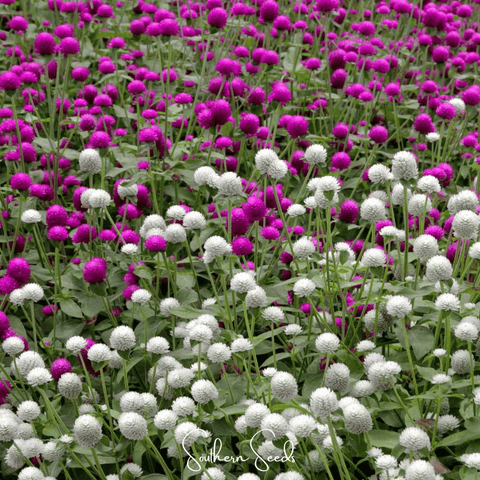Globosa Mix Gomphrena 50 Seeds
