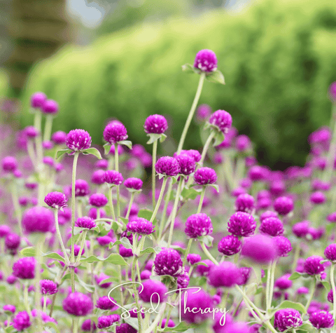 Purple Globosa Gomphrena 50 Seeds
