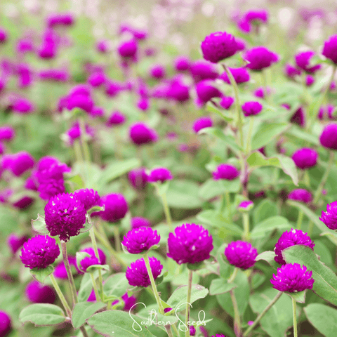 Purple Globosa Gomphrena – 50 Seeds, additional product view 2