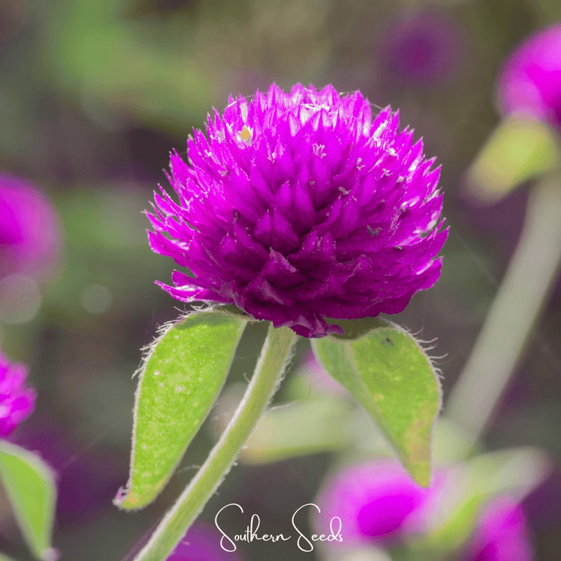 Load image into Gallery viewer, Purple Globosa Gomphrena – 50 Seeds
