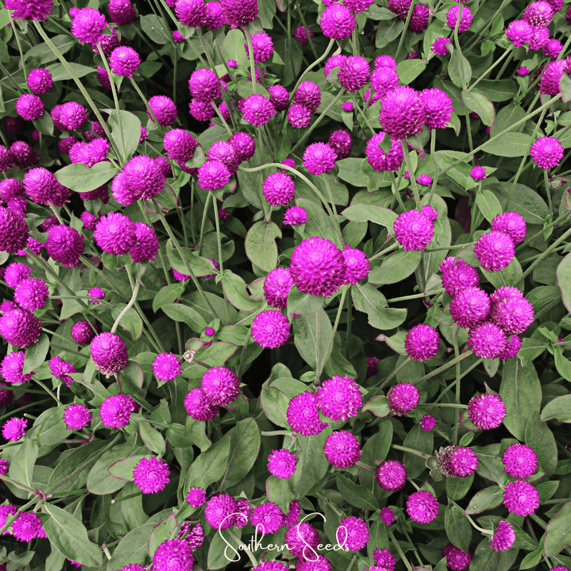 Load image into Gallery viewer, Purple Globosa Gomphrena – 50 Seeds
