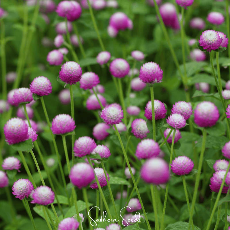 Load image into Gallery viewer, Rose Globosa Gomphrena – 50 Seeds
