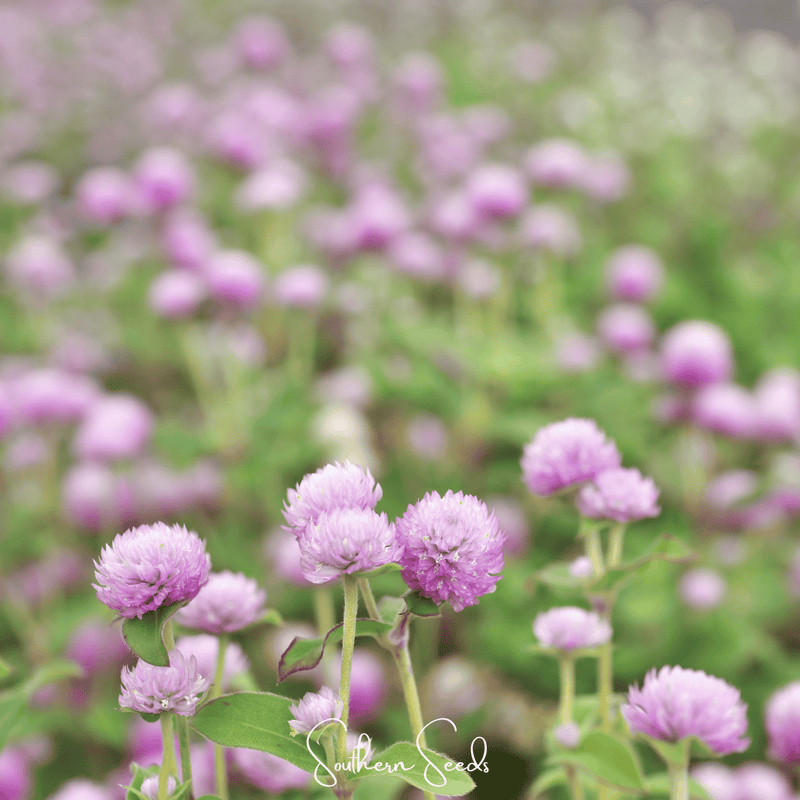Load image into Gallery viewer, Rose Globosa Gomphrena – 50 Seeds

