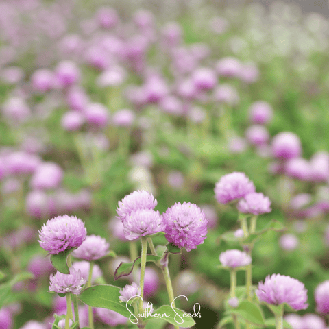 Rose Globosa Gomphrena – 50 Seeds, additional product view 2
