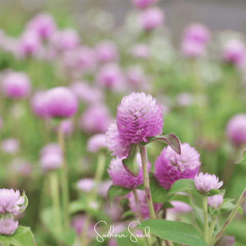 Rose Globosa Gomphrena 50 Seeds